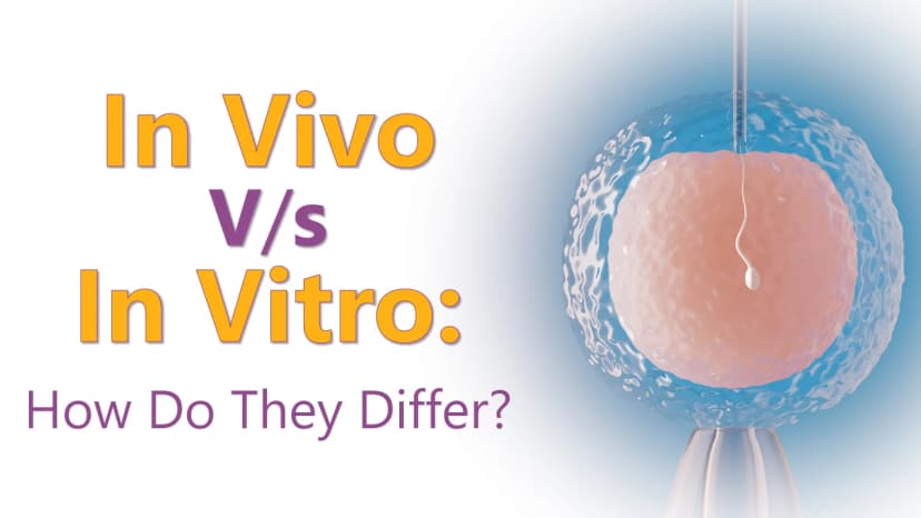 In Vivo and In Vitro Fertilization: How Do They Differ? image