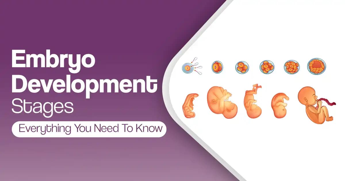 Embryo Development Stages - Everything You Need To Know image
