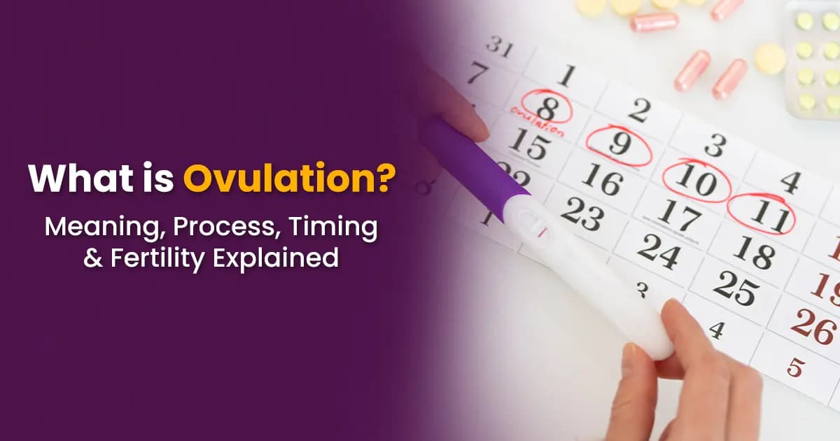 What is Ovulation? Meaning, Process, Timing & Fertility Explained image