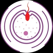 In Vitro Fertilization, IVF Treatment in India