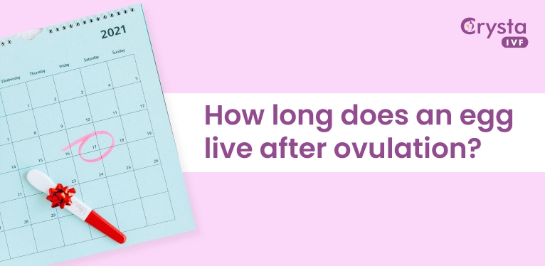 how long does an egg live after ovulation