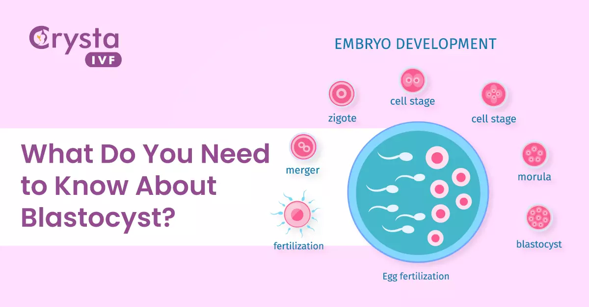 what do you need to know about blastocyst