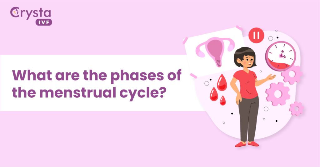 what are the phases of the menstrual cycle