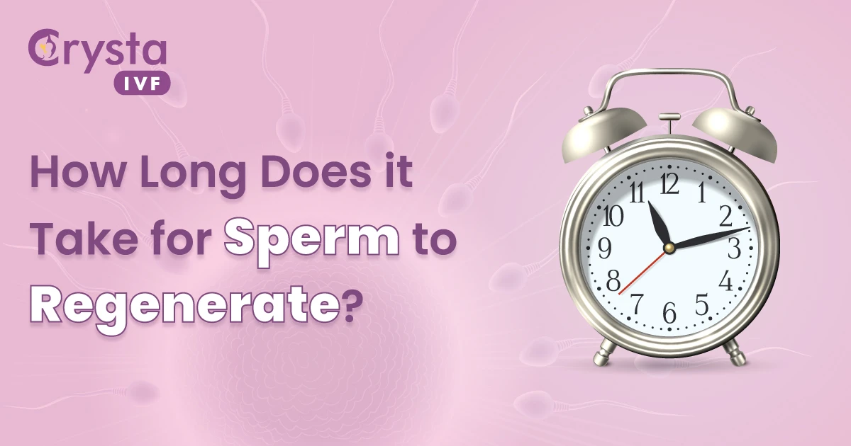 How Long Does It Take For Sperm To Regenerate
