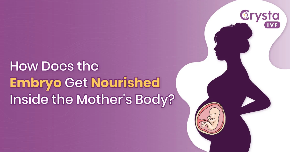 How-Does-the-Embryo-Get-Nourished-Inside-the-Mother's-Body-2