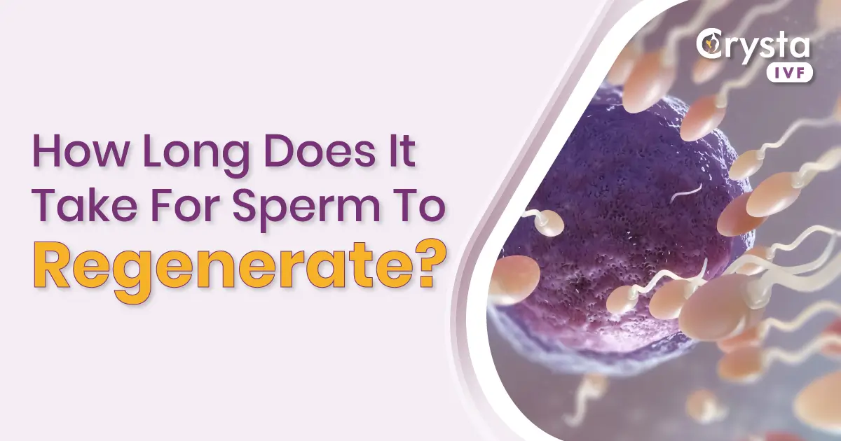 How-Long-Does-It-Take-For-Sperm-To-Regenerate-2