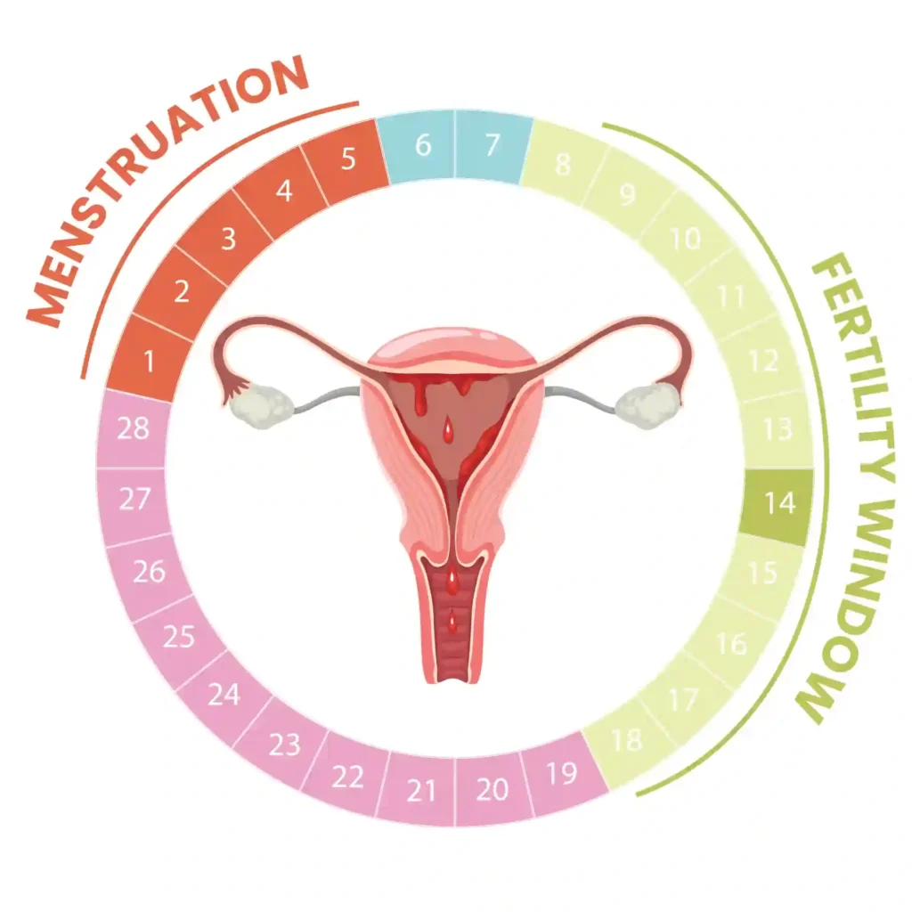 Fertility Window